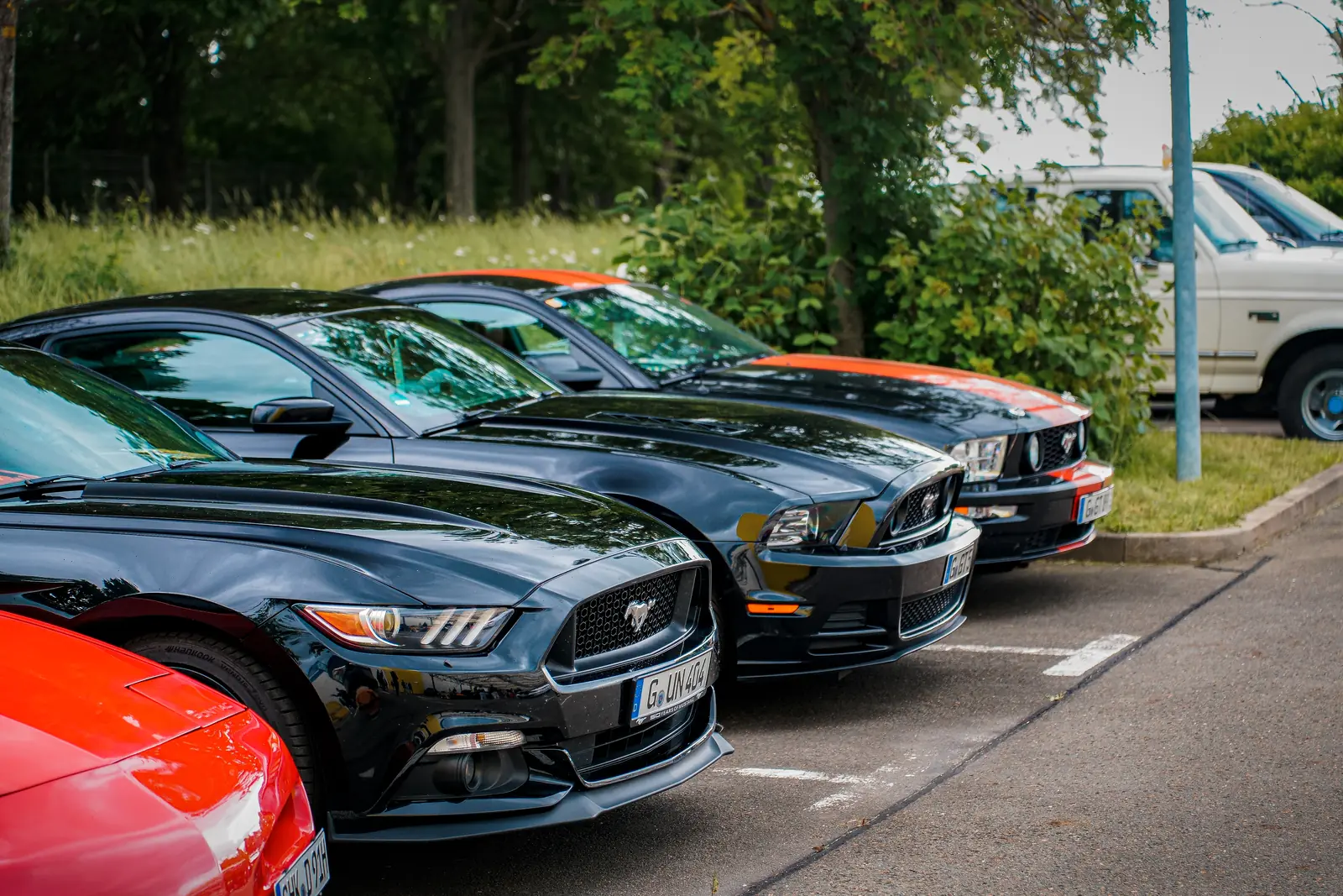 Reihe schwarzer Mustangs am Platzrand